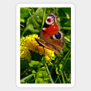 Peacock Butterfly Sticker